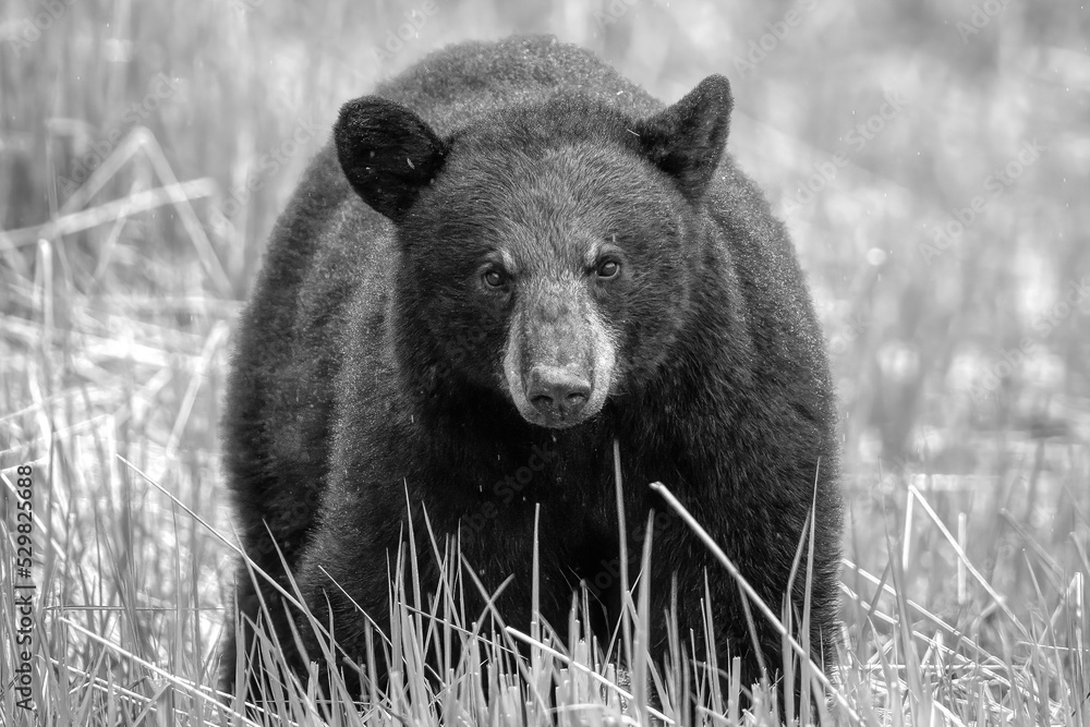 Black bear in the Cape Breton Highlands National Park pauses while grazing. A very light mist is falling.