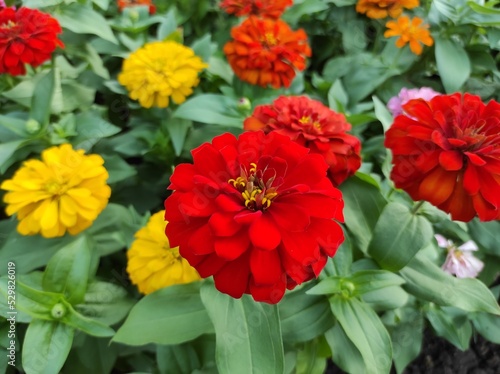 Common Zinnia or Zinnia elegans is one of the most famous flowering annuals of the genus Zinia