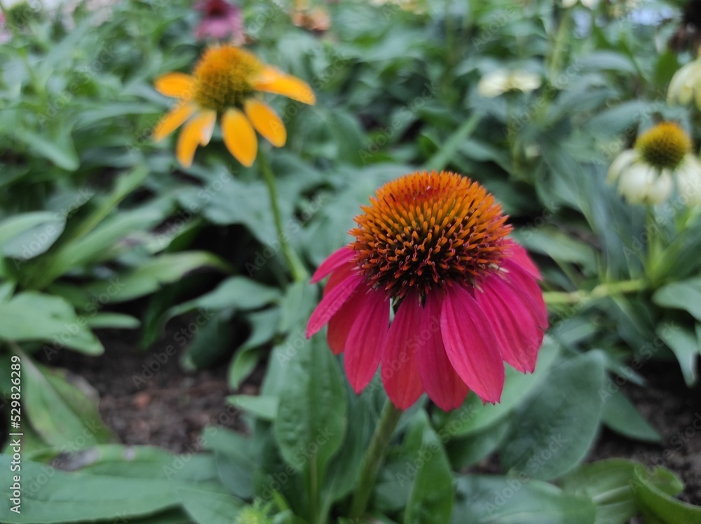 Echinacea or coneflower is a genus of flowering and herbaceous plants belonging to the family Asteraceae Echinacea or coneflower is a genus of flowering and herbaceous plants belonging to the family Asteraceae