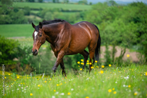 Fototapeta Naklejka Na Ścianę i Meble -  Bay horse eating in summer paddock