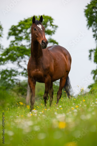 Bay horse eating in summer paddock