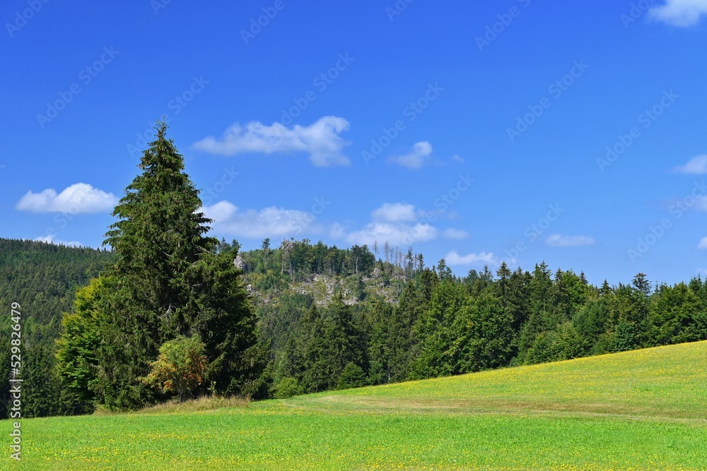 Beautiful summer landscape with nature. Meadow with forest and blue sky on a sunny day. Highlands - Czech Republic