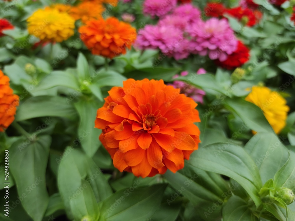 Common Zinnia or Zinnia elegans is one of the most famous flowering annuals of the genus Zinia Common Zinnia or Zinnia elegans is one of the most famous flowering annuals of the genus Zinia