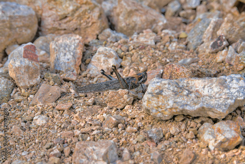 Black grasshopper on a dirt ground at Tucson, Arizona