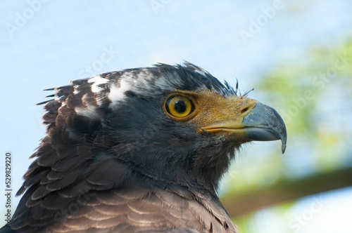 Portrait of a Crested Serpent Eagle (Spilornis cheela) with bright yellow eyes and a powerful beak photo