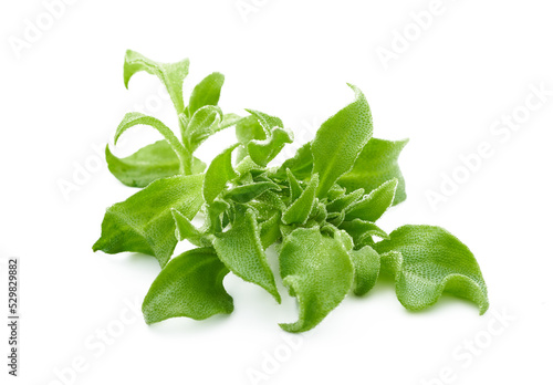 crystalline ice plant or crystal ice plant isolated on white background. green leaves Crystalline ice plant vegetable food isolated on white background 