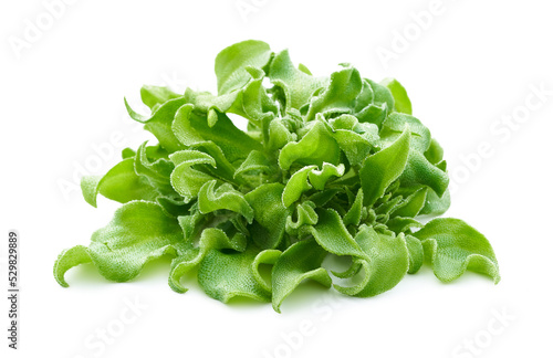 crystalline ice plant or crystal ice plant isolated on white background. green leaves Crystalline ice plant vegetable food isolated on white background 