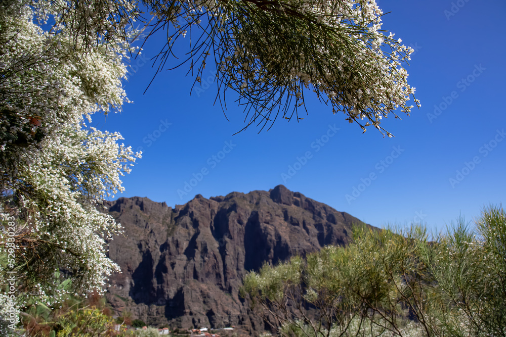 Retama monosperma bush with white flowers in remote mountain village Masca, Teno mountain massif, Tenerife, Canary Islands, Spain, Europe. Massive steep rock formation Cruz de Gala in the background