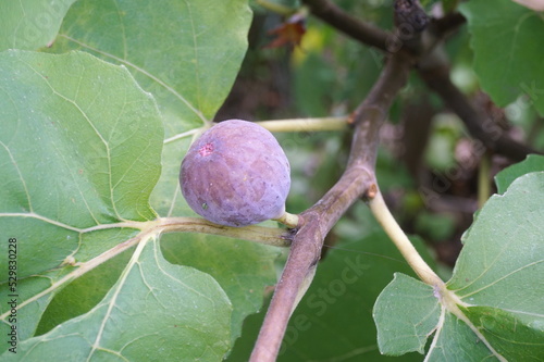 Ripe Purple Fig on Branch with Green Fig Leaves in Summer photo