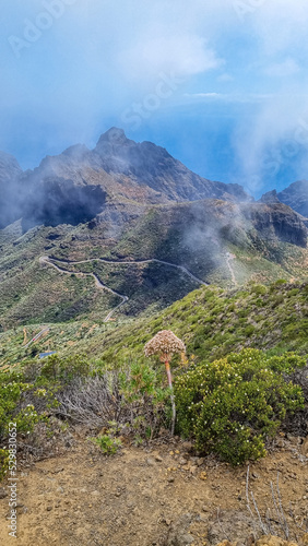 Blooming Aeonium urbicum flower with panoramic view on Teno mountain range and Atlantic Ocean, Tenerife, Canary Islands, Spain, Europe. View from summit Pico Verde. Hiking trail from Masca village photo