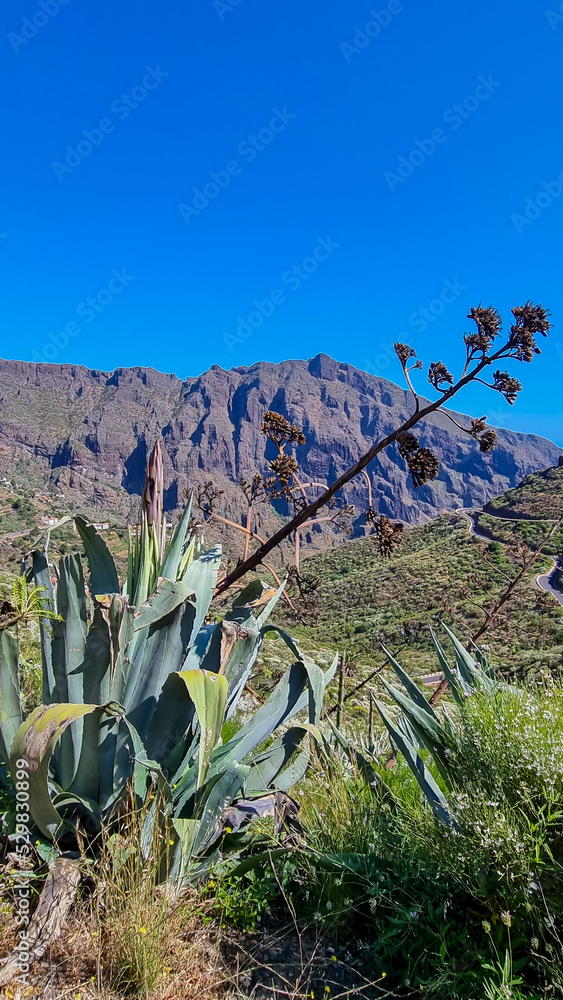 Blooming agave cactus plant with scenic view of Atlantic Ocean coastline and Teno mountain range, Tenerife, Canary Islands, Spain, Europe. Looking at the calm sea. Hiking trail from Masca to Santiago