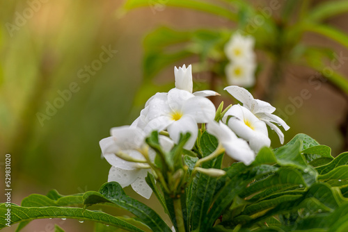 Plumeria alba 