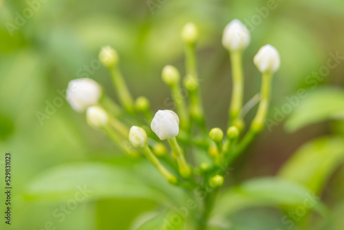 snowdrops in spring