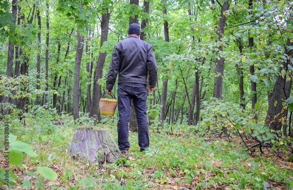A mushroom picker in black clothes with a basket walks past a stump in the forest on an autumn day A mushroom picker in black clothes with a basket walks past a stump in the forest on an autumn day
