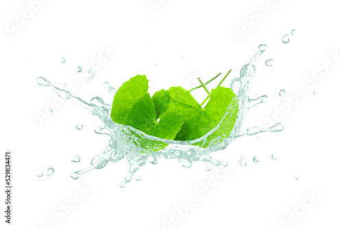 Gotu kola essential oil splash with centella asiatica leaf isolated on white background.