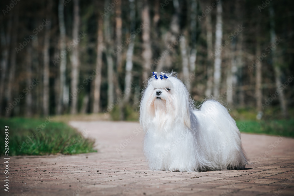 White maltese posing in green natural background.
White maltese posing in green natural background.