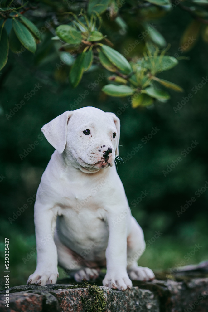 American bulldog purebred dog puppy outside. Green background and bull type dog.	
