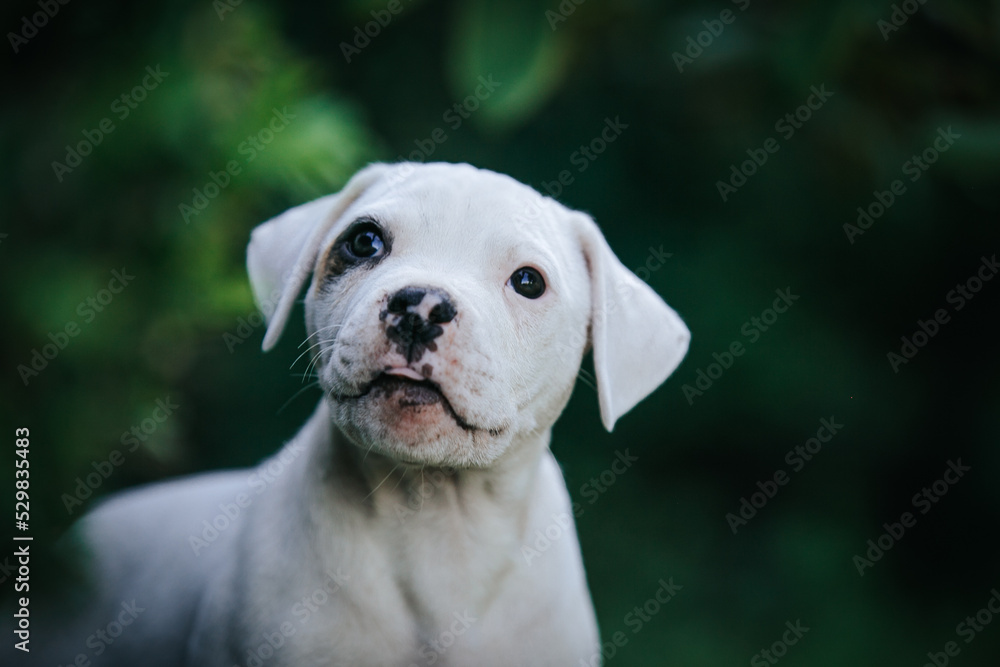 American bulldog purebred dog puppy outside. Green background and bull type dog.
American bulldog purebred dog puppy outside. Green background and bull type dog.