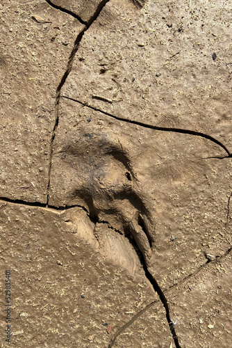 On dry, cracked ground, a deep and clear dog track. Natural clay texture.