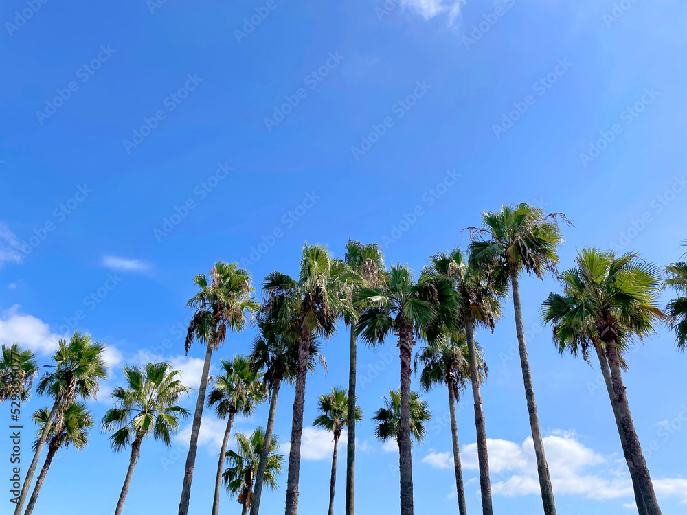 Obraz premium 椰子の木と青空