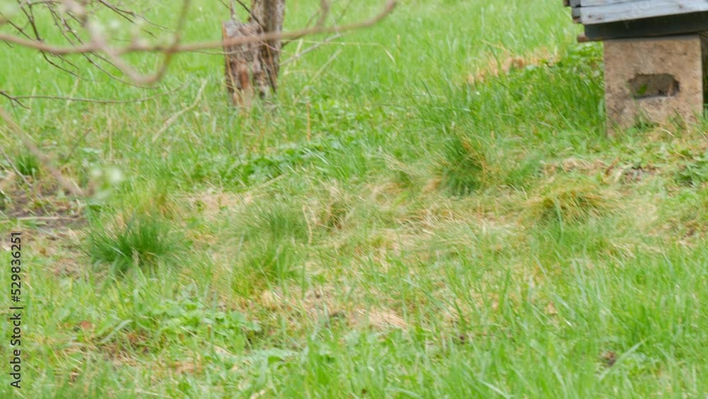 Beautiful two black grown dog puppies to play and fool around with each other on green grass Beautiful two black grown dog puppies to play and fool around with each other on green grass
