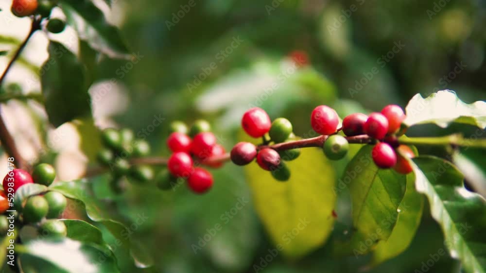 Coffee tree with ripe coffee beans on a branch. Asia. A group of unripe coffee fruits on a coffee tree branch.
Coffee tree with ripe coffee beans on a branch. Asia. A group of unripe coffee fruits on a coffee tree branch.