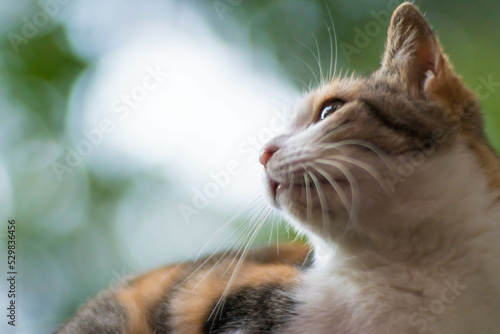 A stray cat living in the forest of Fushimi Inari Shrine in Kyoto, Japan
