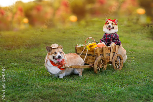 Photography two funny corgi dogs are driving a cart with vegetables collected in the garden