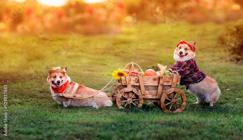 Photography two funny corgi dogs are driving a cart with vegetables harvested in the autumn