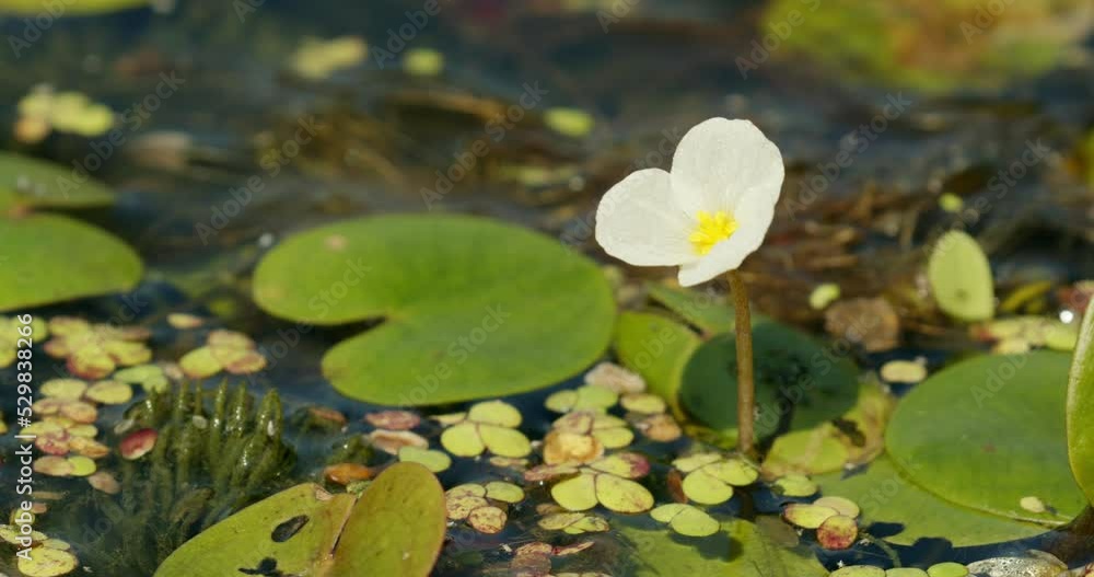 Hydrocharis morsus-ranae, known as a frogbit Hydrocharis morsus-ranae, known as a frogbit