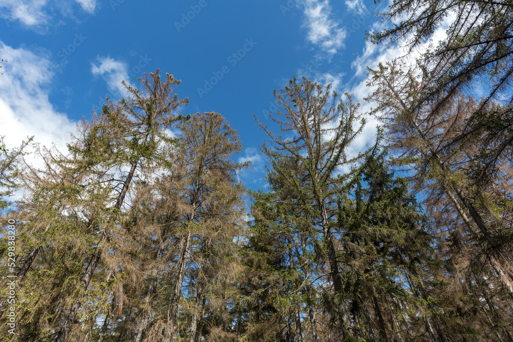 Borkenkäferbefall in Thüringen Borkenkäferbefall in Thüringen