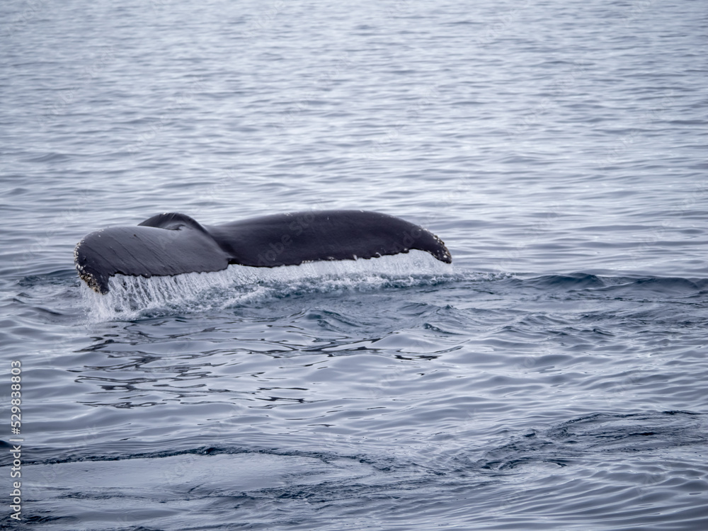 Obraz premium Dramatic encounter with a Humpback whale and its calf among enormous icebergs, disko Bay, Ilulissat, Western Greenland 