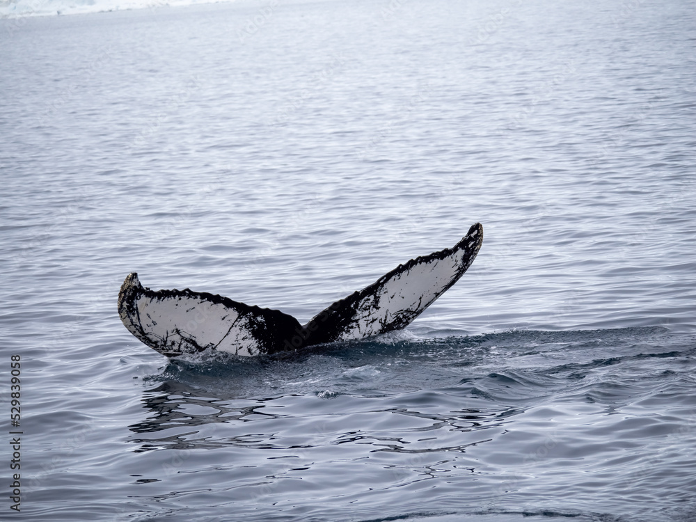 Fototapeta premium Dramatic encounter with a Humpback whale and its calf among enormous icebergs, disko Bay, Ilulissat, Western Greenland