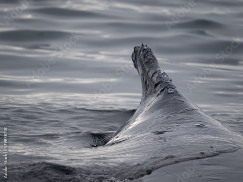 Cuadro en lienzo Dramatic encounter with a Humpback whale and its calf among enormous icebergs, d