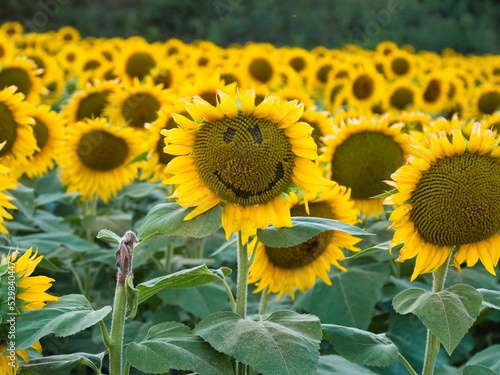 Smiling Yellow and Brown Sunflower Near Lawrence photo