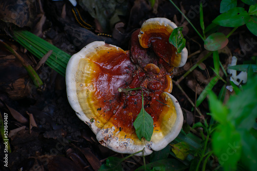 Ganoderma lucidum is a red-colored species of Ganoderma with a limited distribution in Europe and parts of China, where it grows on decaying hardwood trees.