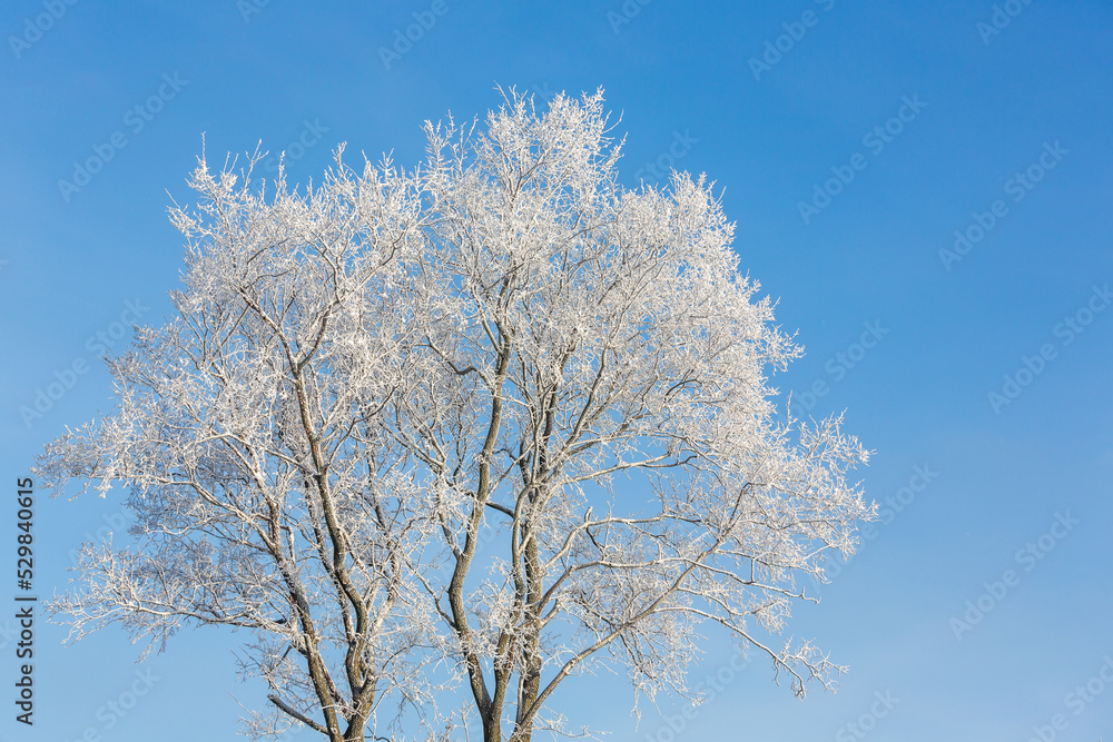 Snow-covered tree covered with frost on the background of the blue sky. Beautiful and cold winter. Snow-covered tree covered with frost on the background of the blue sky. Beautiful and cold winter.