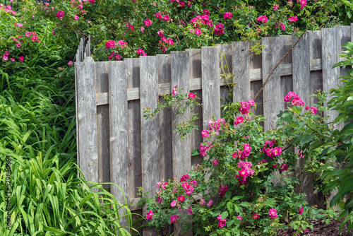 Roses Growing Along A Wooden Fence © Barbara