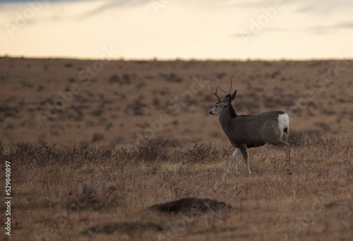 Young mule deer buck walking away