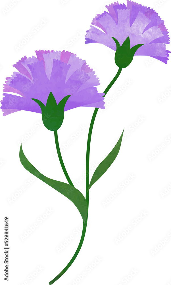 Water color texture botanic garden plant flower purple carnation Water color texture botanic garden plant flower purple carnation