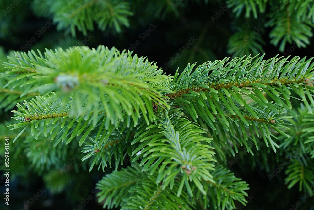 pine needles pine needles