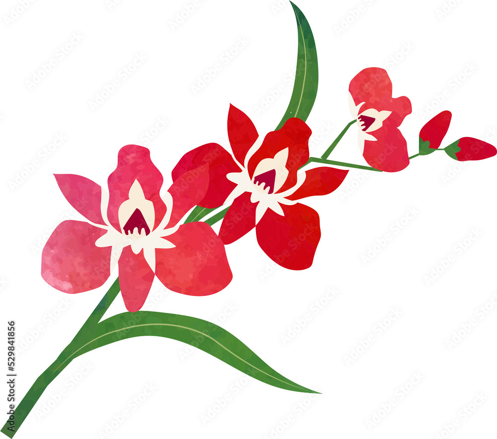 Water color texture botanic garden plant flower red orchid Water color texture botanic garden plant flower red orchid