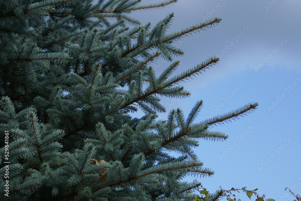 pine tree branches