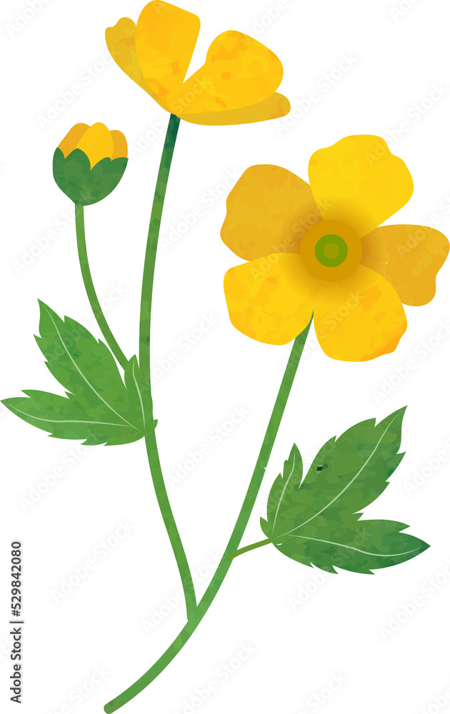 Naklejka premium Water color texture botanic garden plant flower buttercup