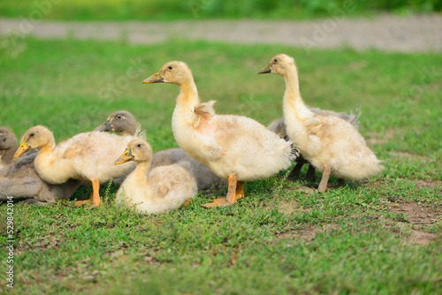 Several goslings on green grass. Walk.