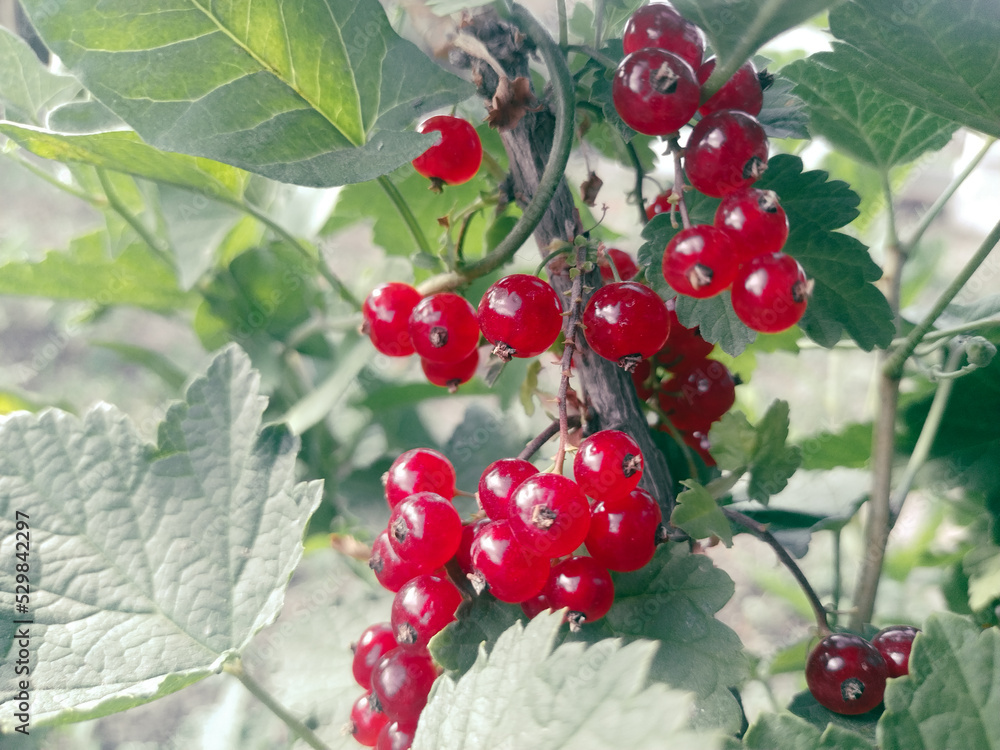Fototapeta premium Red rowan on a bush branch. Autumn harvest. Sour berries.