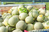 Freshly harvested cantaloupes placed on a truck in a field in Yunlin, Taiwan.