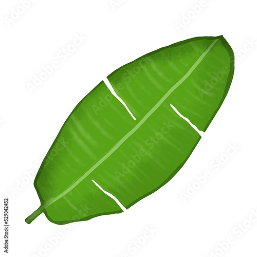 Botanical leaf element illustrations