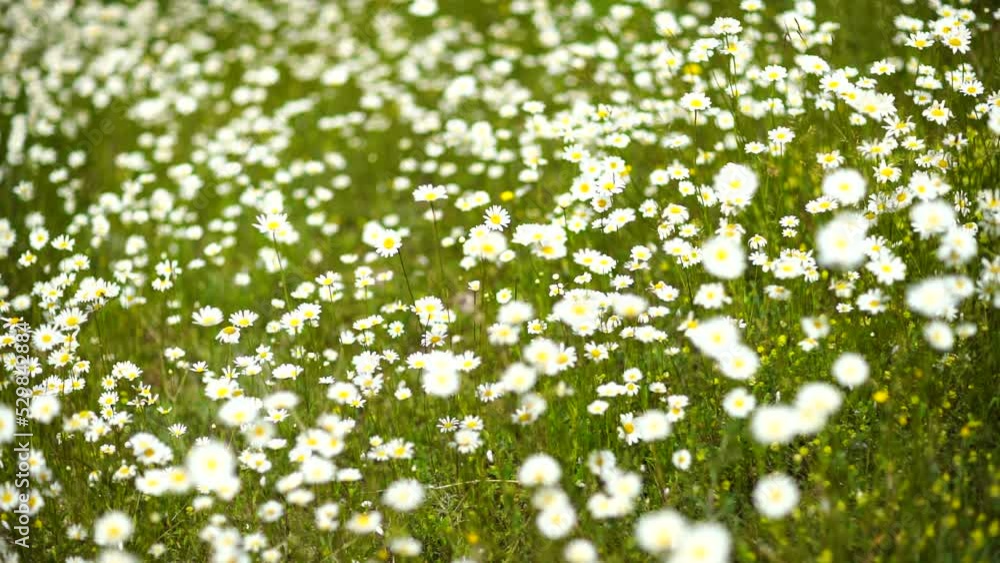A field of white daisies in the wind sways close-up slow motion. Slow motion. Concept: nature, flowers, spring, biology, fauna, environment, ecosystem A field of white daisies in the wind sways close-up slow motion. Slow motion. Concept: nature, flowers, spring, biology, fauna, environment, ecosystem