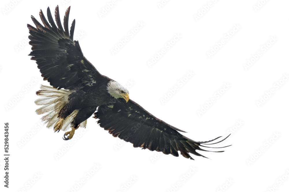 Obraz premium Bald eagle